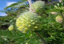 Astragalus centralpinus ©  Pandion Wild Tours